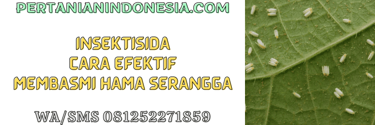insektisida,hama,serangga,pestisida,pertanian indonesia